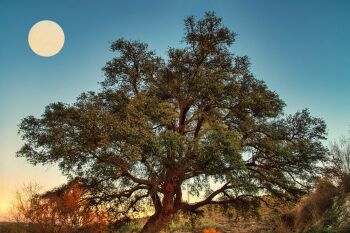 Oak Moon: Power and Perseverance
