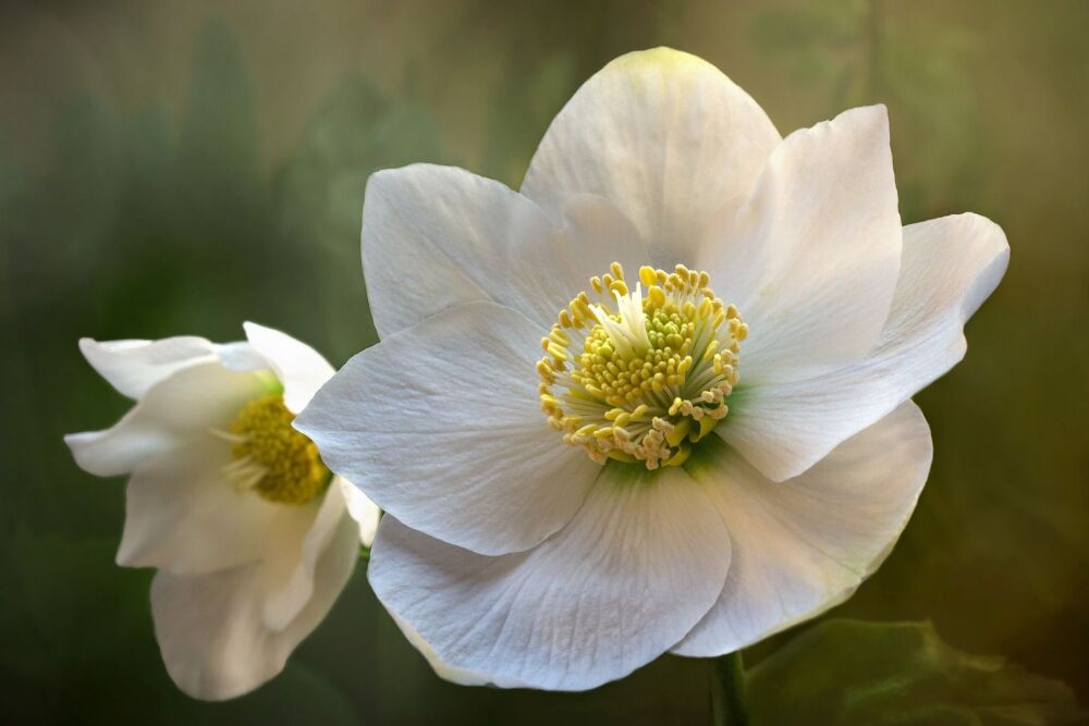 Christmas Rose: Coming in from the cold