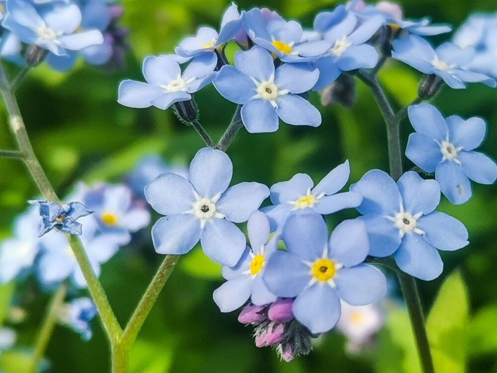 Forget-me-not: Feeling invisible 