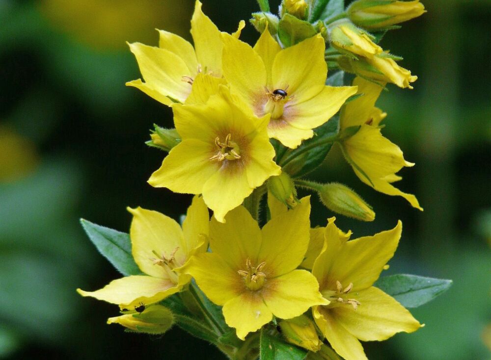 Garden Loosestrife: People problems