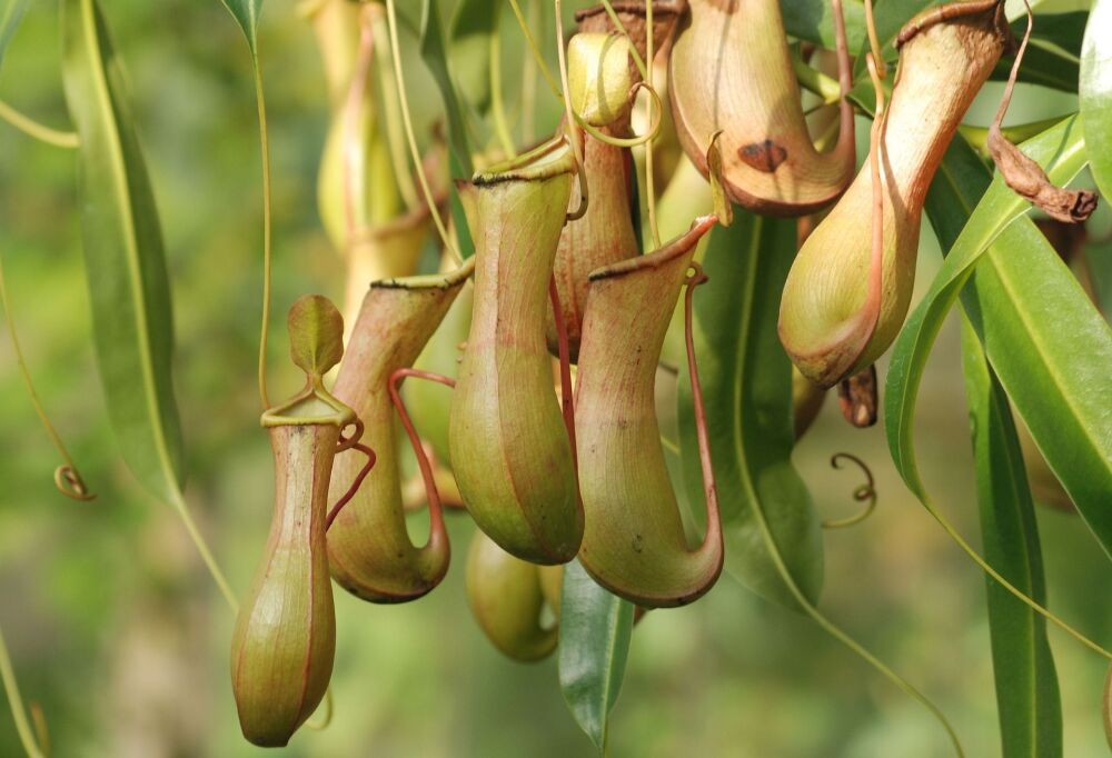 Pitcher Plant: Dangling by a thread