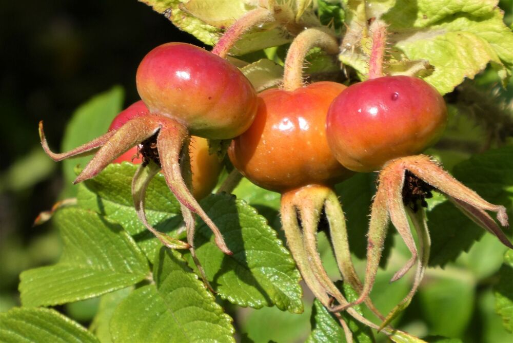 Rose Hip: For sexual imbalances