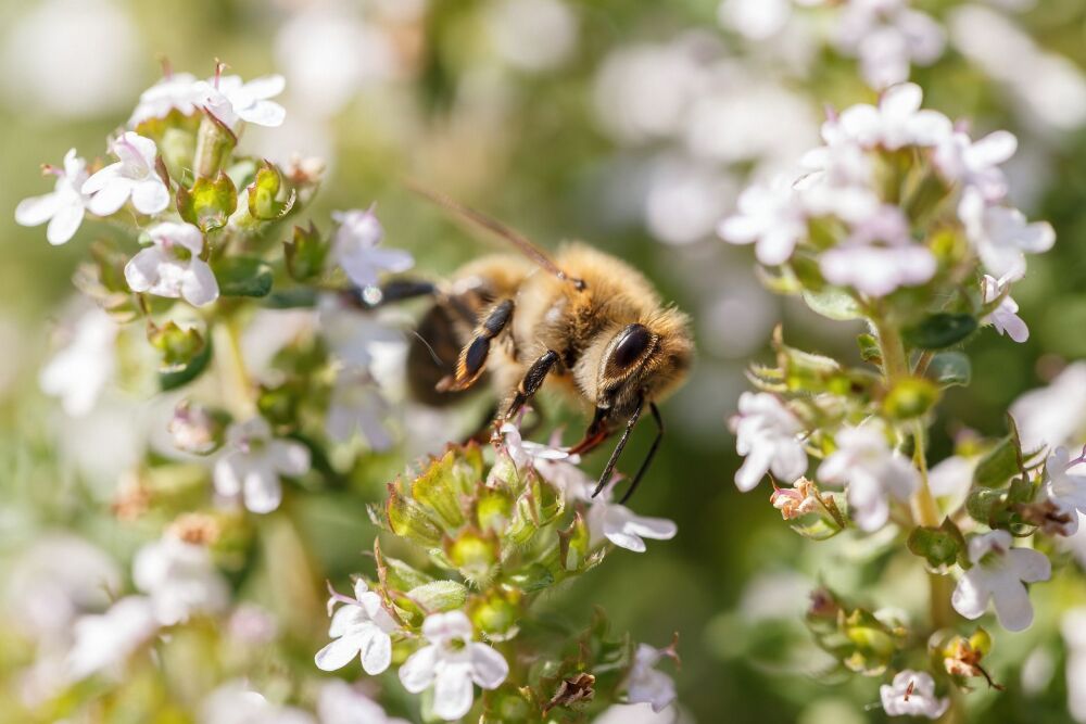 Thyme: Denial