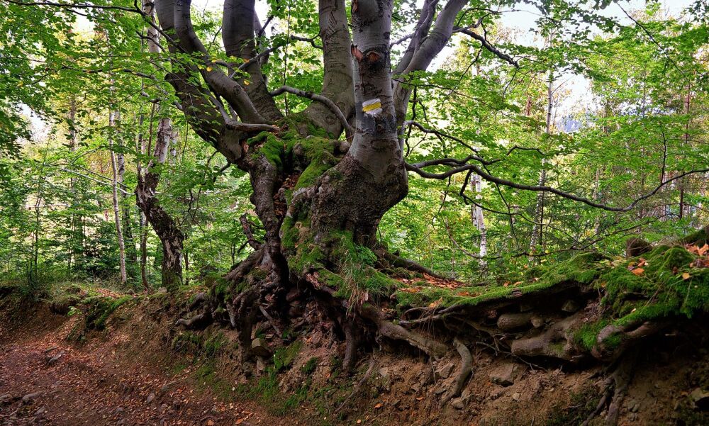 Beech Tree Moss: For balancing and restoring