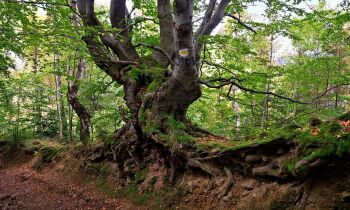 Beech Tree Moss: For balancing and restoring