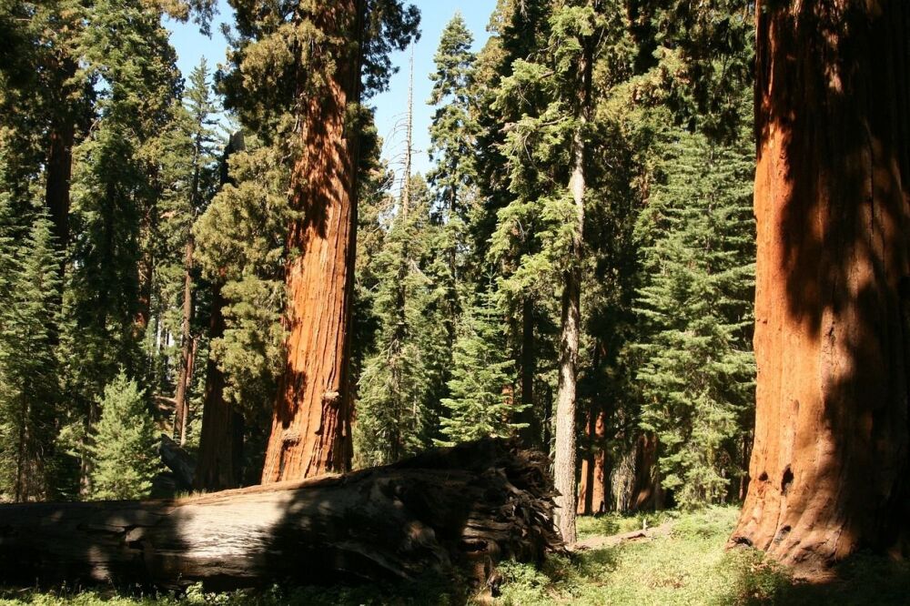 Giant Redwood Tree Moss: Heaven and Earth