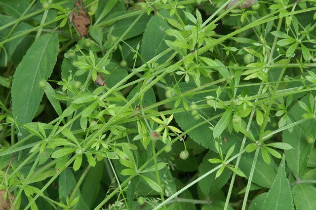 Cleavers: For confidence