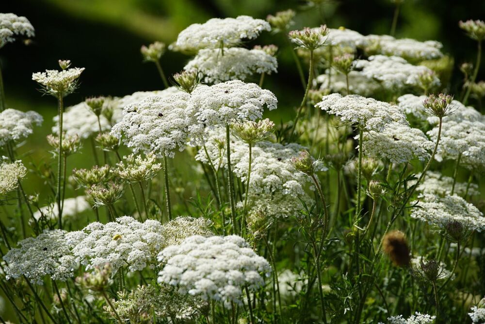 Wild Carrot: Stay wild at heart