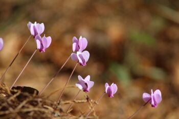 Autumn Cyclamen: Care for carers