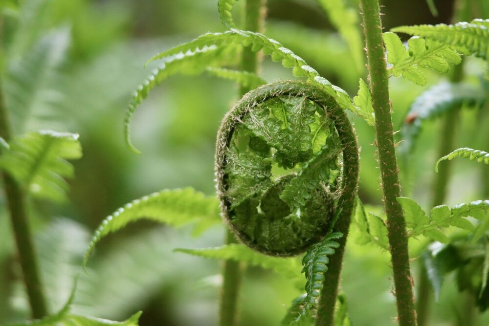 Male Fern: Gnawing thoughts
