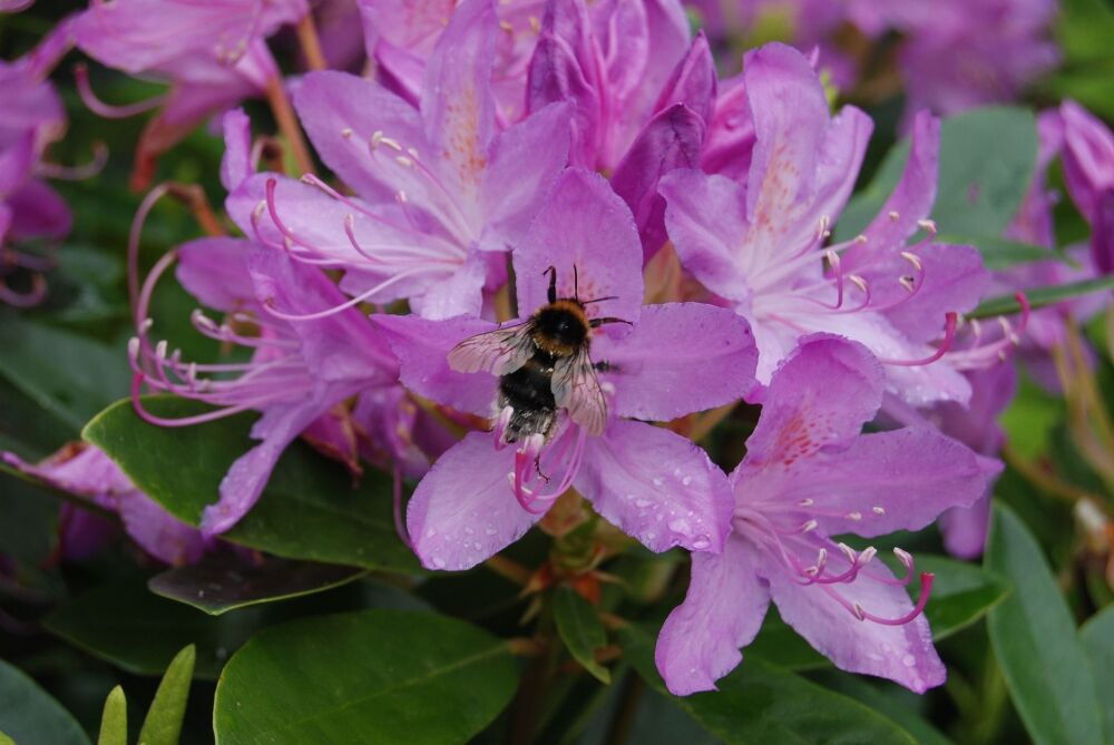 Wild Rhododendron: Flourishing relationships