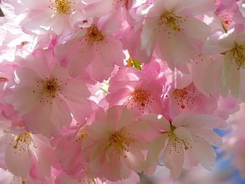 Japanese Cherry Blossom Wax pot
