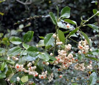Snowberry & Mistletoe Wax pot