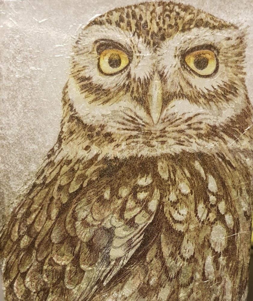 Ollie Owl