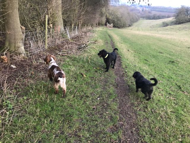 Lovely dog walks at Holm Farm