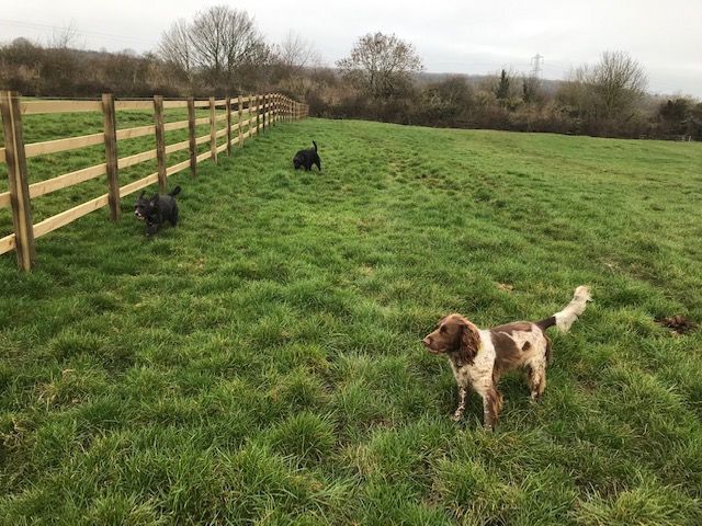 The secure paddocks at Holm Farm