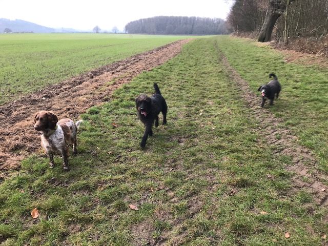 Holm Farm dog walking