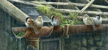 Life In The Gutter - Its Raining Again - House Sparrows - Limited Edition Print By Jeremy Paul