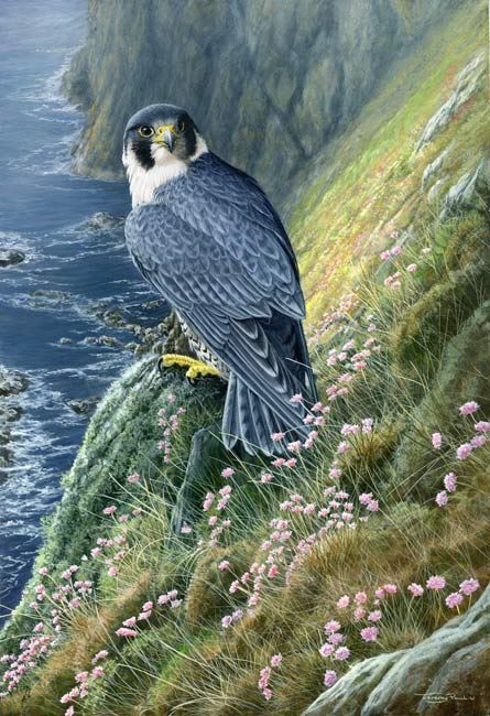 Peregrine