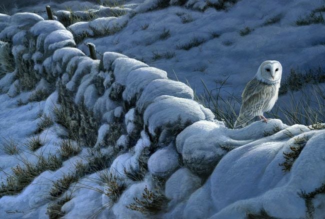 Winter Wall Barn Owl By Jeremy Paul