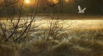 Winter Light - Barn Owl - Limited Edition Print By Jeremy Paul