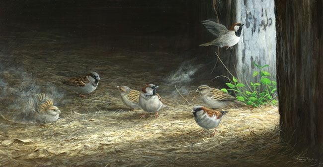 Gleaning And Dusting - Sparrow Art Print By Jeremy Paul
