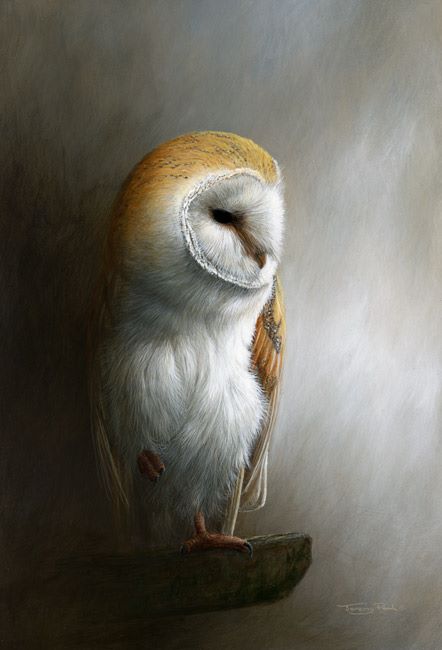 Ghost - Barn Owl By Jeremy Paul