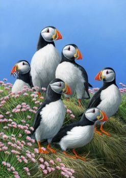 Puffins - Limited Edition Print By Jeremy Paul