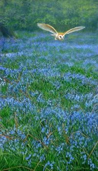 Misty Blue - Barn Owl - Limited Edition Print By Jeremy Paul