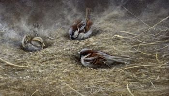 Dusting Sparrows - Limited Edition Print By Jeremy Paul