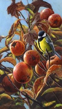 Autumn Fruits - Great Tit - Limited Edition Print By Jeremy Paul