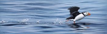 Keep On Running - Puffin - Limited Edition Print By Jeremy Paul