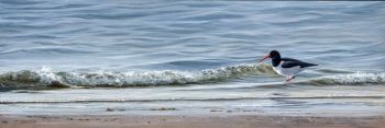 Gentle Shore Oystercatcher - Limited Edition Print By Jeremy Paul
