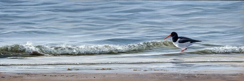 Gentle Shore Oystercatcher - Limited Edition Art Print By Jeremy Paul
