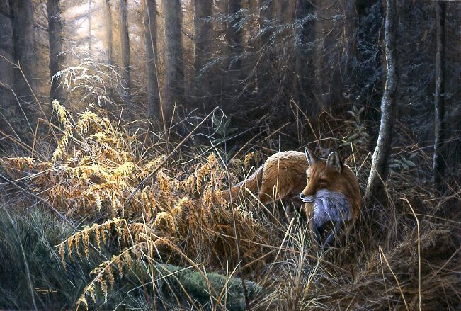 Evening Light - Red Fox - Limited Edition Print By Jeremy Paul