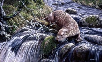 Bright Waters - Otter - Limited Edition Print By Jeremy Paul