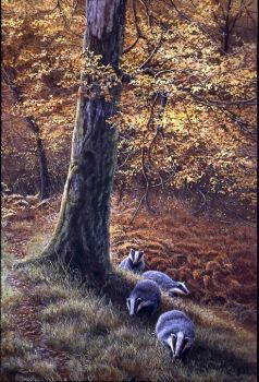 Autumn Light - Badgers - Limited Edition Print By Jeremy Paul