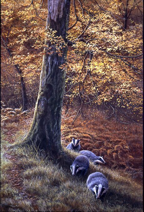 Autumn Light - Badgers - Limited Edition Print By Jeremy Paul
