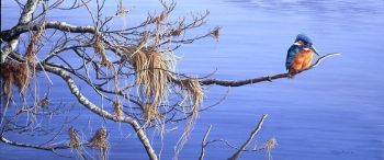 King Fisher Blue - Limited Edition Print By Jeremy Paul