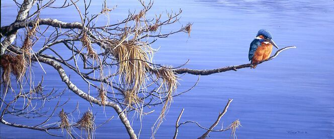 King Fisher Blue Limited Edition Art Print By Jeremy Paul