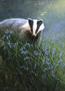 Scent Of Spring - Badger - Limited Edition Print By Jeremy Paul