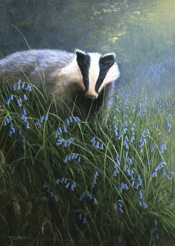 Scent Of Spring - Badger - Limited Edition Art Print By Jeremy Paul