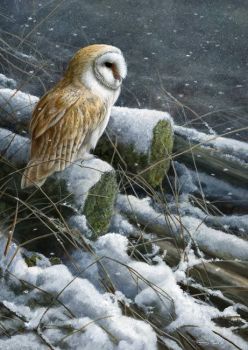Snow Flurries - Barn Owl - Limited Edition Print By Jeremy Paul