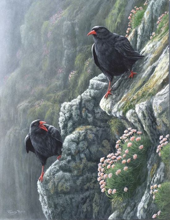 Choughs