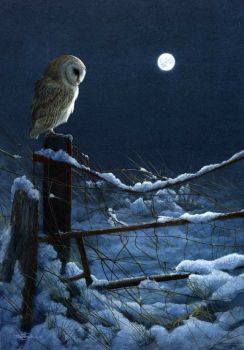 Silent Night - Barn Owl - Limited Edition Print By Jeremy Paul