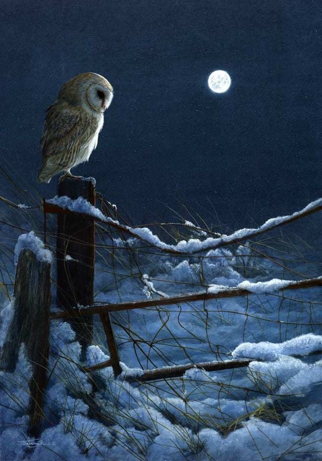 Silent Night - Barn Owl