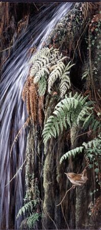 Waterfall Wren