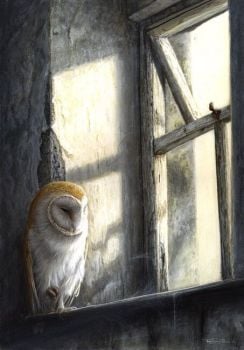 Window Light - Barn Owl - Limited Edition Print By Jeremy Paul  