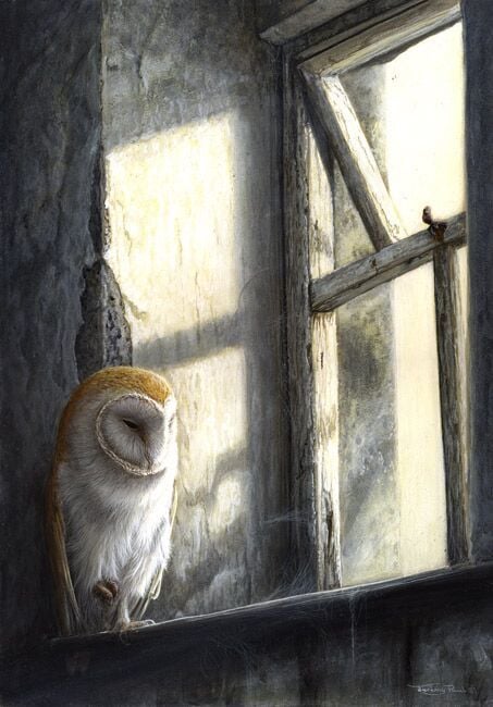 Window Light - Barn Owl