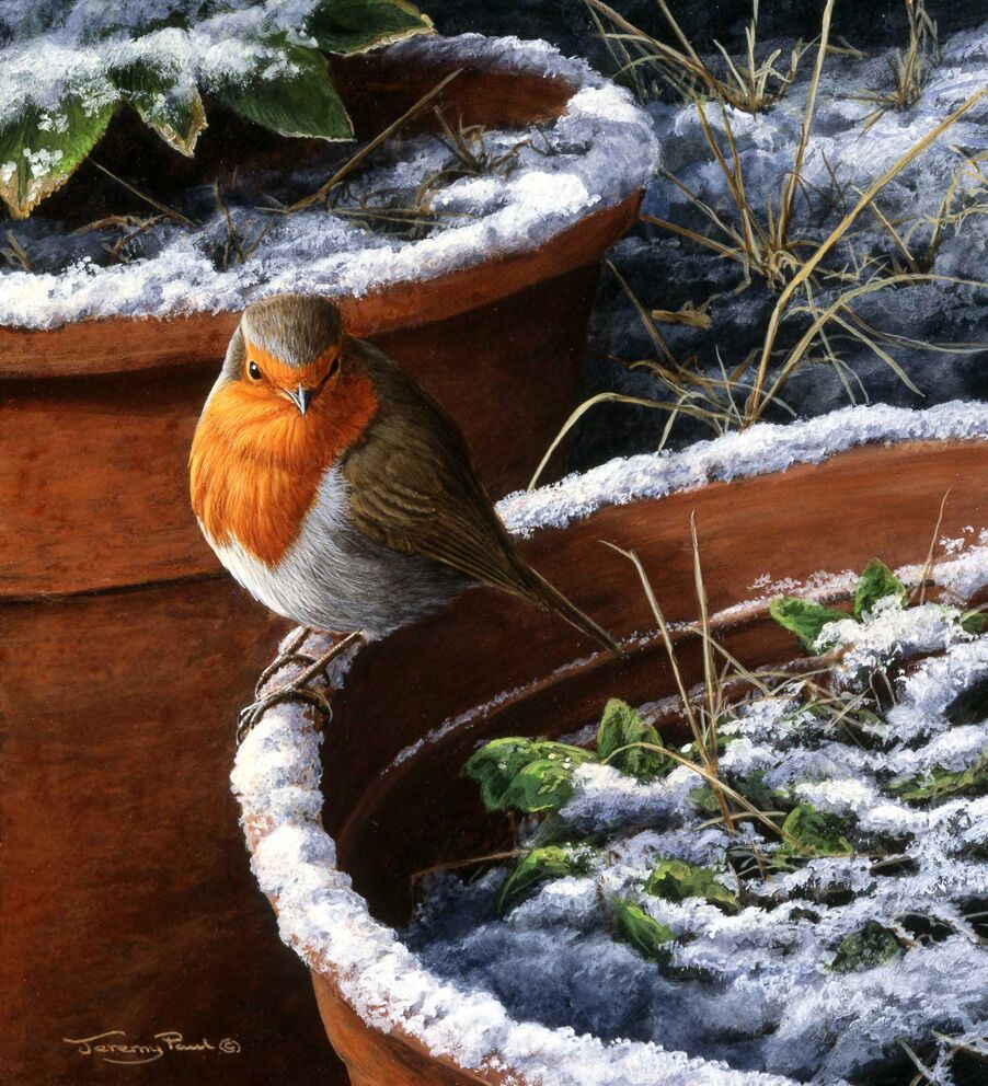 Winters Friend 1 - Robin - Limited Edition Print By Jeremy Paul 
